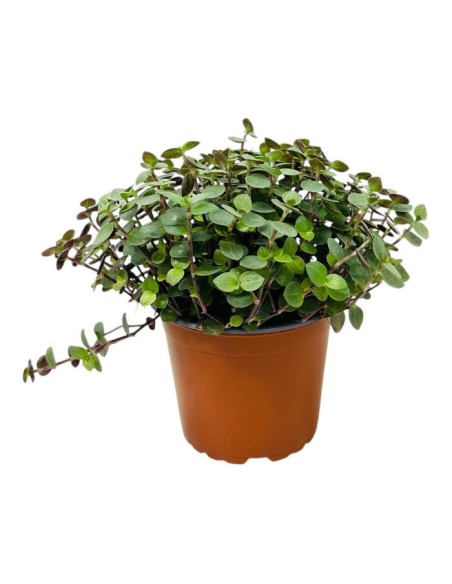 Callisia Repens plante comestible en pot pour tortue, lapin et oiseau