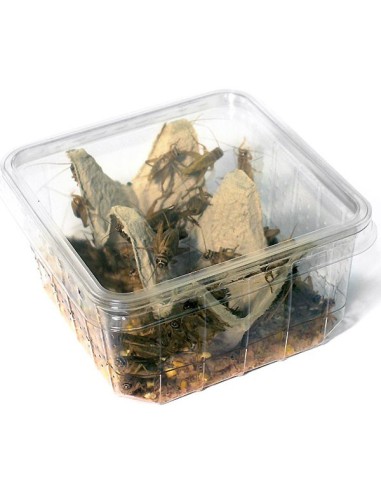 Grillons domestiques - Grande taille (T8) de 1,5 à 2 cm - Pack de 6 boîtes de 30 à 40 insectes.