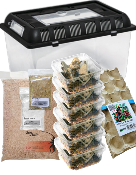Le Kit éleveur d'insectes - 6 boites grillons domestiques avec son terrarium complet