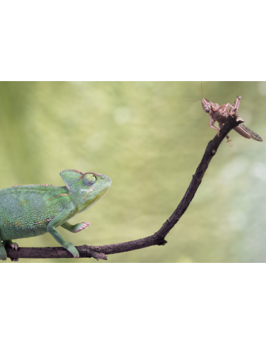 Caméléon chassant un criquet pèlerin