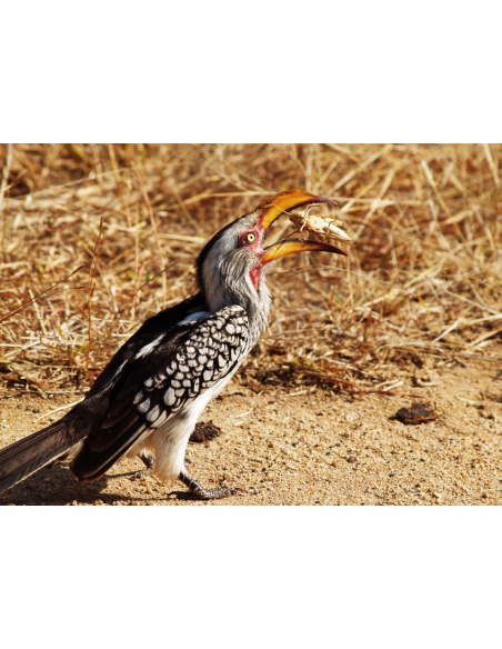 Criquet pèlerin chassé par un oiseau