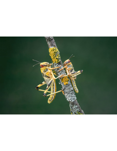 Criquets-pèlerins transquilles sur une branche