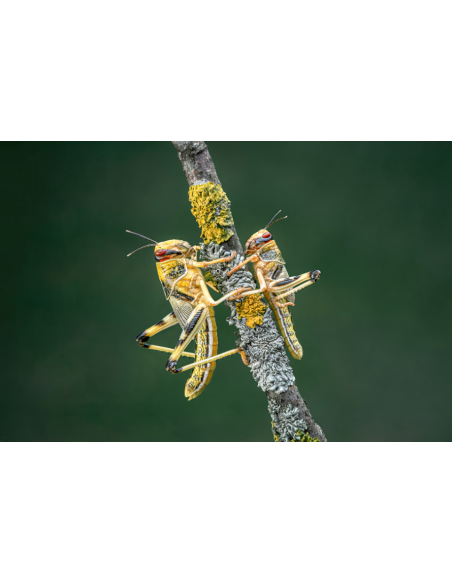 Criquets-pèlerins transquilles sur une branche