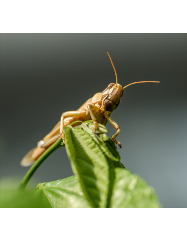 Le criquet pèlerin vivant