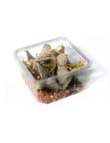 Criquets pèlerins adultes en boîtes de 10 individus vivants