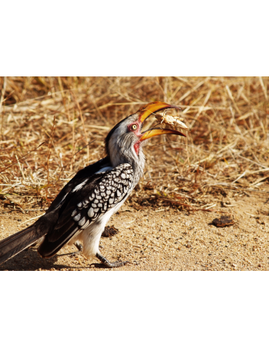 Criquet pèlerin chassé par à Calao à bec jaune