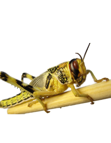 Le criquet pèlerin subadulte vivant