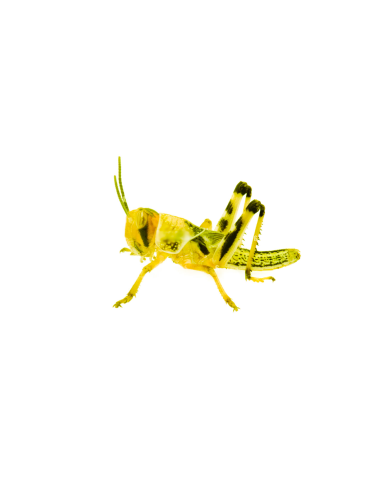 Le criquet pèlerin juvénile vivant