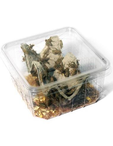 Boite de 60 à 70 grillons domestiques moyens