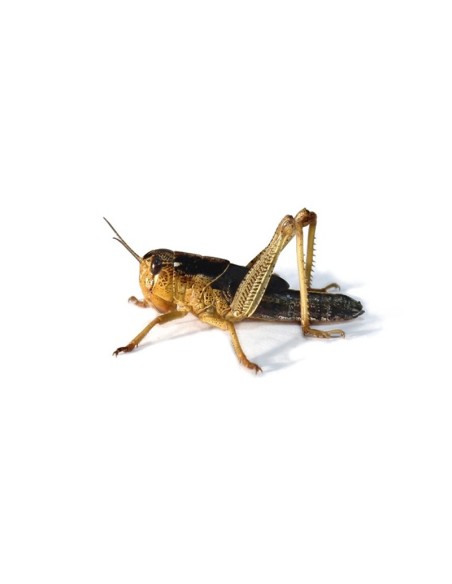 Un criquet subadulte vivant