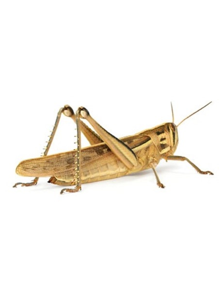 5 boîtes de criquets migrateurs adultes avec herbe fraîche 5 boîtes de criquets migrateurs adultes avec herbe fraîche