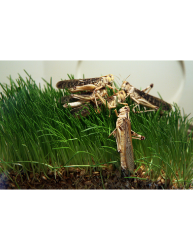 Pack de 6 boîtes de criquets migrateurs adultes grande taille 5 à 6