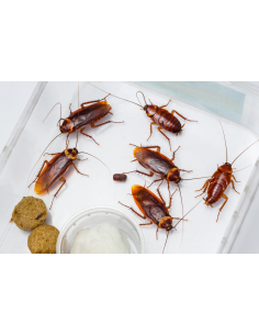 Blatte Dubia, riches en protéines – Taille 4 à 5 cm – Boîte transparente pratique 2
