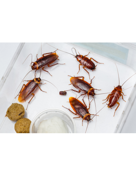 Blatte Dubia vivante en terrarium