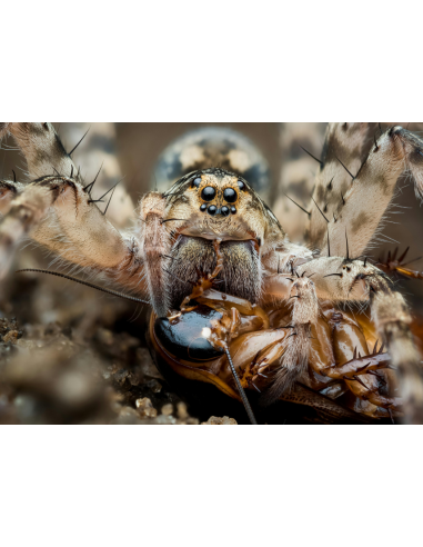 Migale dévorant une blatte Dubia d'Argentine