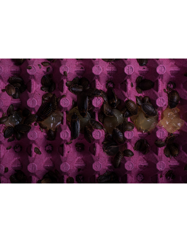 Boîte transparente perforée de Blattes Dubia d’Argentine moyennes