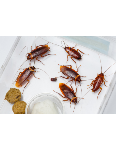 Blatte Dubia vivante en terrarium