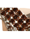 Blattes red runner adultes et sub-adultes carton de un litre
