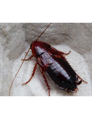 Blattes Red Runner adultes vivantes en boîte - nourriture pour lézard