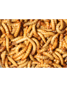Vers de farine grand pour reptiles et pour oiseaux sac 1Kg 2