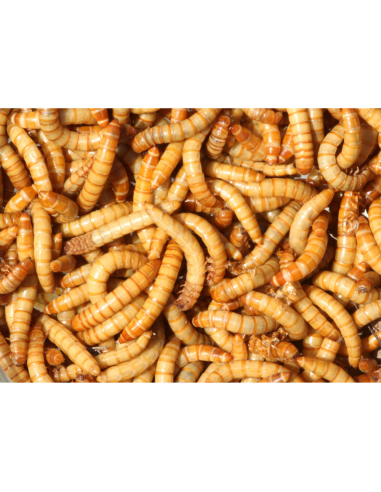 Vers de farine pour reptiles et oiseaux - 1Kg | Nourriture vivante