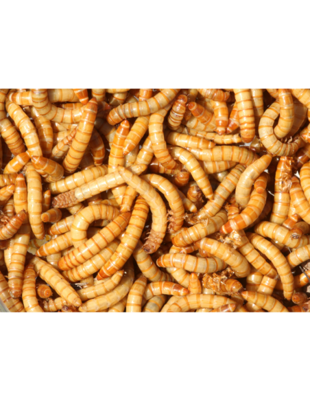 Vers de farine pour reptiles et oiseaux - 1Kg | Nourriture vivante