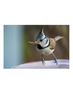 Vers de farine grands formats pour reptiles et oiseaux 2