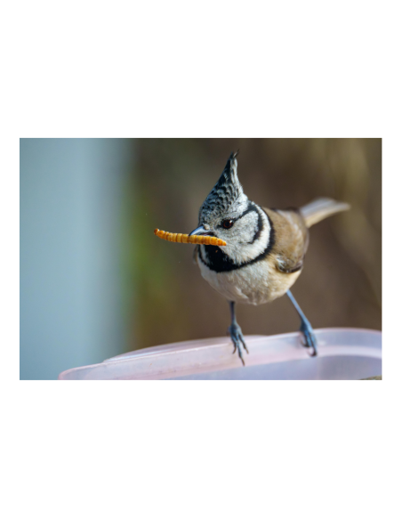 Mésange huppée mange un vers de farine