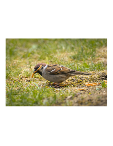 Moineau domestique en train de chasser le vers de farine