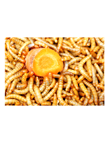 Vers de farine géant se nourrisent d'une carotte