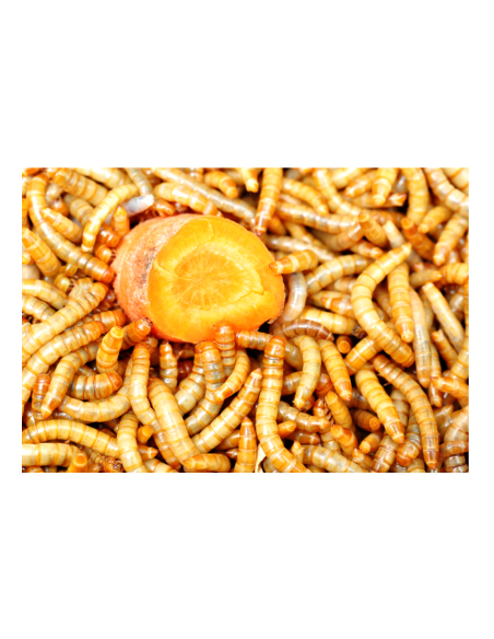 Vers de farine géant se nourrisent d'une carotte