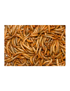 Vers de farine mini (taille 0,5 à 0,9 cm) en sac de 1 litre 2