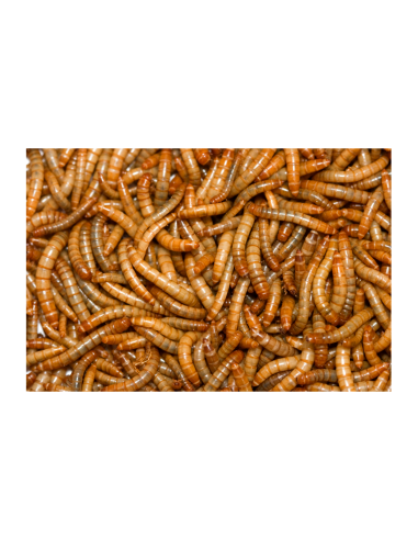 Vers de farine Buffalo