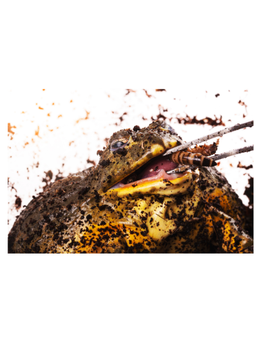 Zophobas Morio mangé par un crapaud