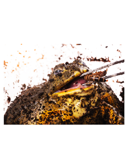 Zophobas Morio mangé par un crapaud