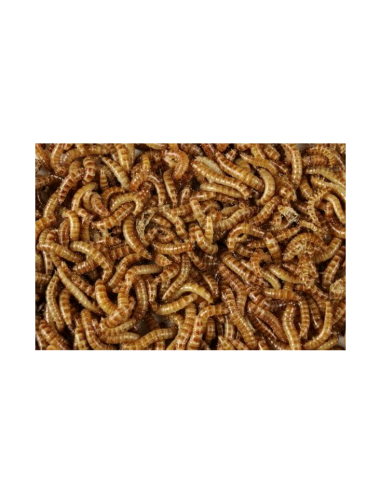 Vers Buffalo vivants, taille : 0,5 à 1 cm | Sachet de 1 litre