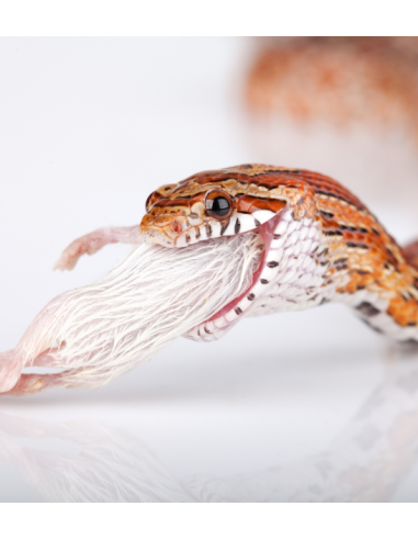 Le pantherophis guttatus mange une souris