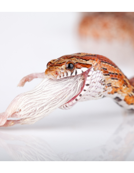 Pantherophis guttatus mange une souris