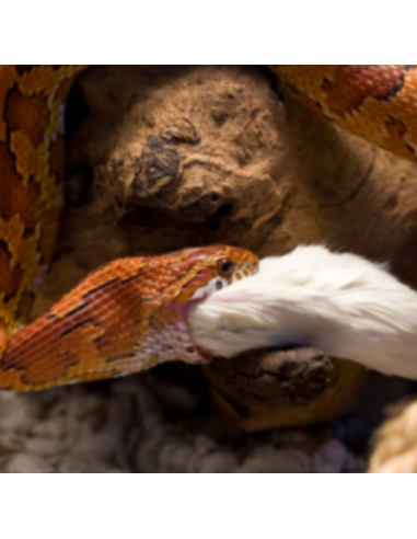Le pantherophis guttatus mange une souris