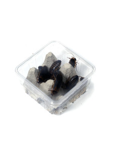 Blatte Dubia, riches en protéines – Taille 4 à 5 cm – Boîte transparente pratique