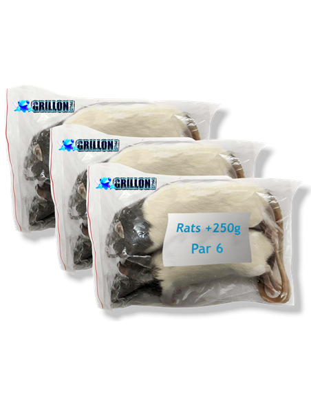Rats congelés Taille XXL 251 à 350g | Pack 3 sachets de 2 | (*) Règl. CEE