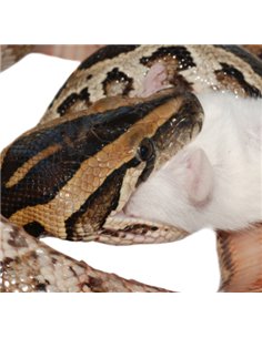 Rats congelés XL 201 à 250g en sac de 2 2