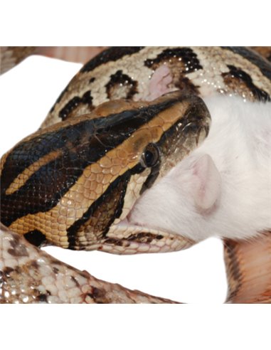 Boa constrictor imperator en train d'ingurgiter un rat 200 grammes