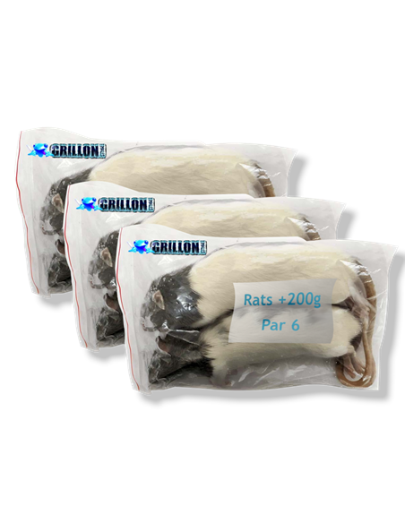 Rats congelés Taille XL 201 à 250g | Pack 3 sachets de 2 | (*) Règl. CEE Rats congelés Taille XL 201 à 250g | Pack 3 sachets de 2 | (*) Règl. CEE