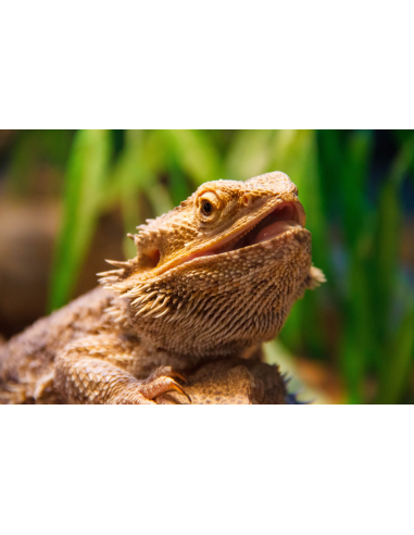 Mon Pogona a faim