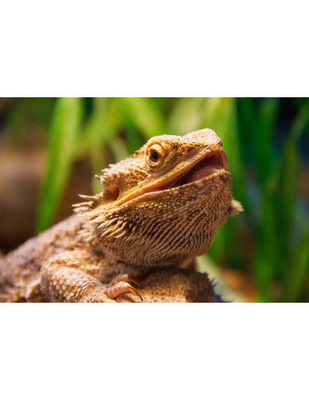 Mon Pogona a faim