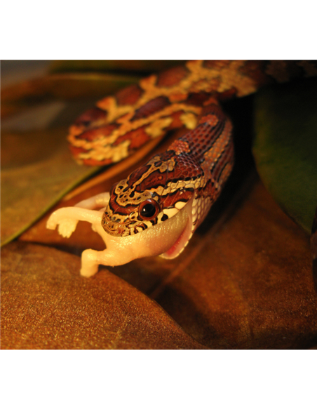Petite couleuvre en train d'engloutir un souriceau Petite couleuvre en train d'engloutir un souriceau