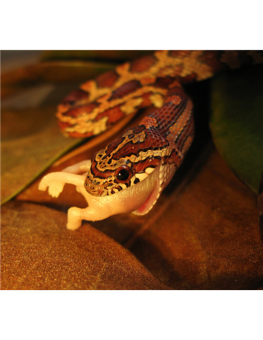 Petite couleuvre en train d'engloutir un souriceau
