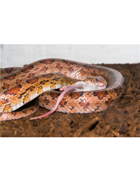 Python en train d'engloitir un rat congelé 91 grammes