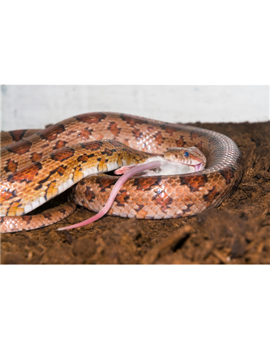 Serpent des blés en train d'engloutir un rat